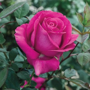 ALL MY LOVING (hybrid tea)